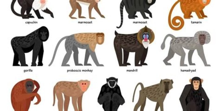 10 Monkey Species Kaggle
