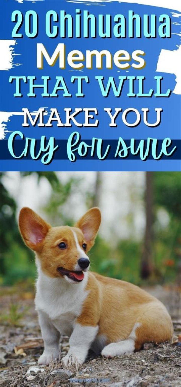 20 Chihuahua Memes That will Make You Cry I Love My Chi