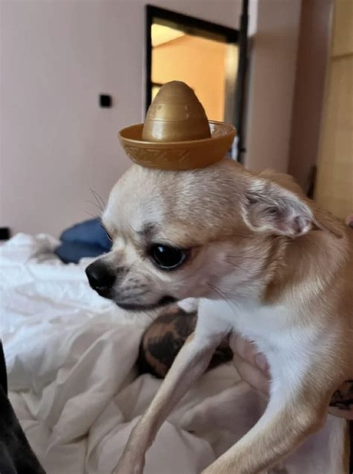 22 Drunk Doggo Chihuahuas Living Out Their Tiny Teacup Fantasies