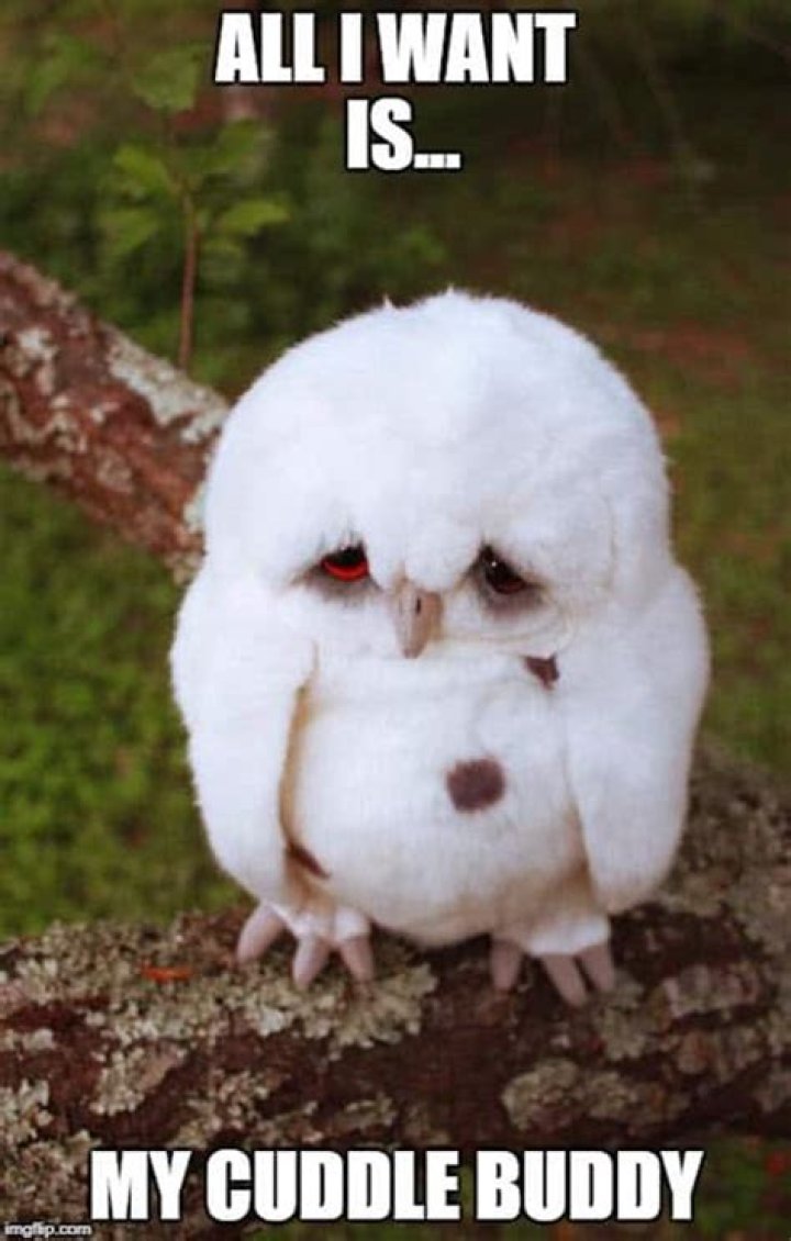 25 Cutest Cuddle Memes