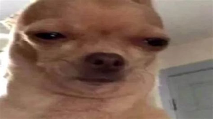 27+ Squinting Chihuahua Meme Face Pic Codepromos