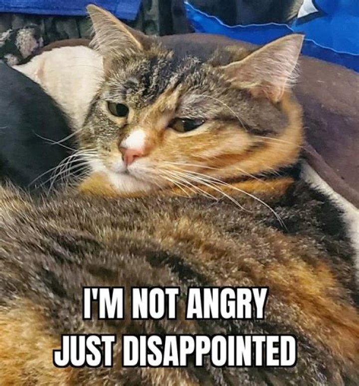 31 Disappointed Meme You Want to See Memes Feel