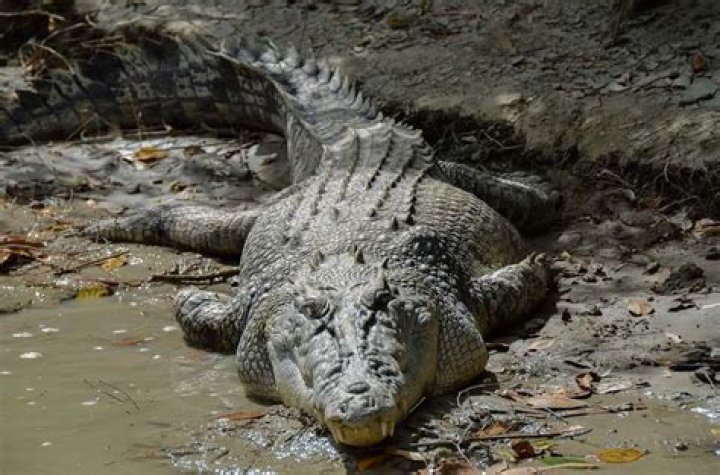 39 Facts About Deadly Animals