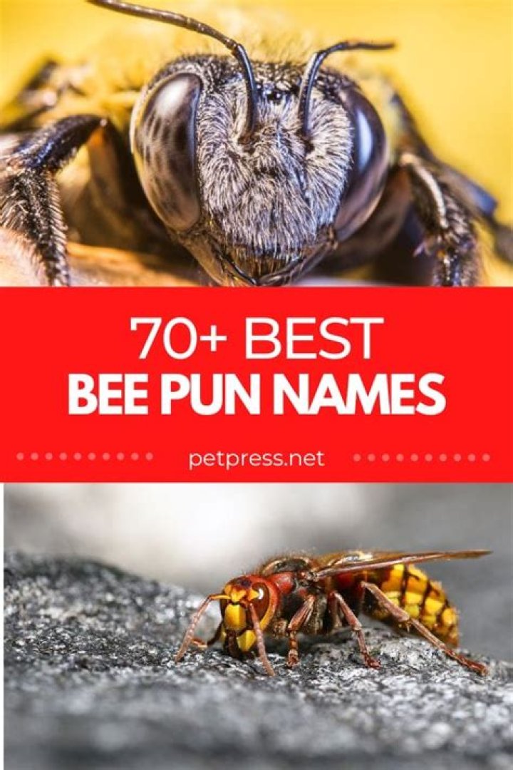 70+ Bee Pun Names That Will Make You Buzz with Laughter