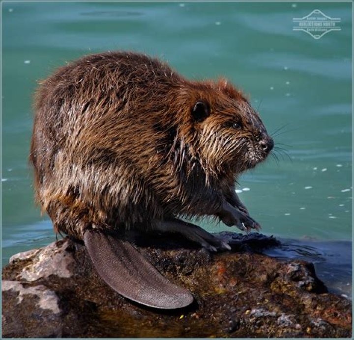 A Beaver Tale This beaver was sunning herself on a rock ou&hellip; Flickr