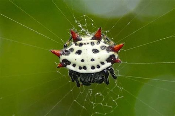 A Canopy of SpinyBacked Bros r/spiderbro