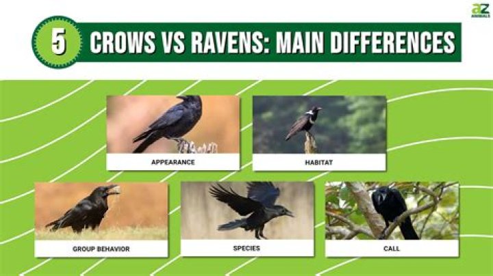 A Crow or a Raven? &mdash; The art of CrowArtist
