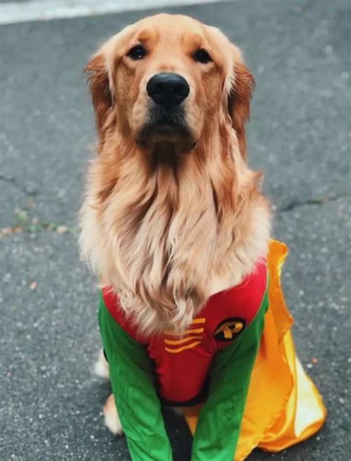 A Friendly Companion: The Ultimate Human Golden Retriever Costume