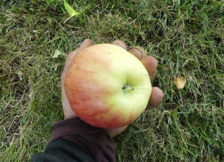 A Giant Apple Okanagan Okanogan