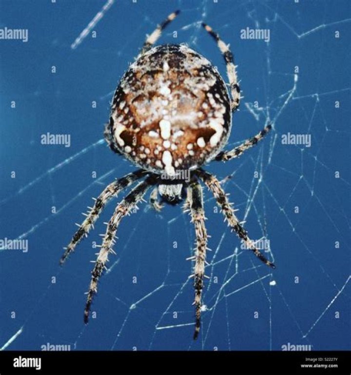 A Pregnant House spider by TheDudeLBug on DeviantArt