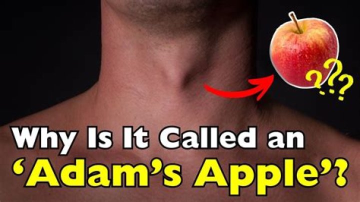 Adam&rsquo;s Apple What Is It, Why Do Men Have One, and More