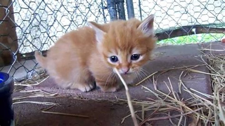 adorable orange Munchkin kitten 22412 YouTube