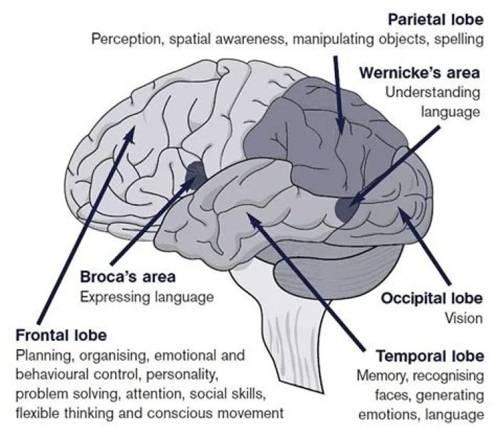 All about anoxic brain injury, the injury suffered by Anne Heche?