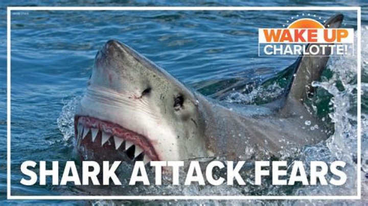 All About Shark Attacks In Hilton Head: What You Need To Know