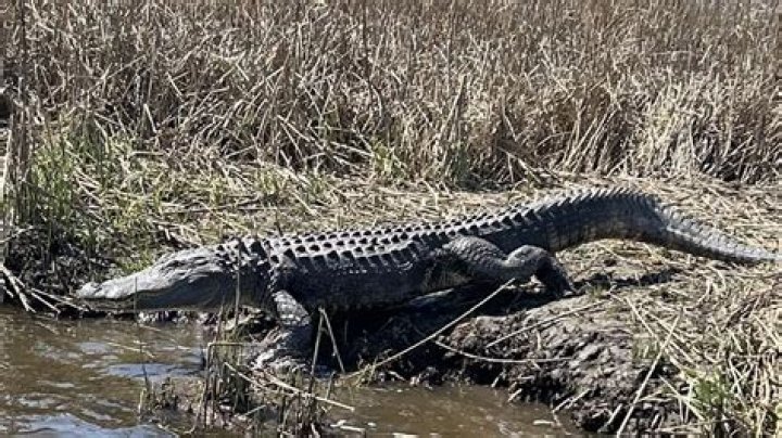 Alligators in North Carolina Have Frozen With Their Noses Above the