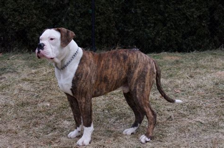 American Bulldog An Indepth Look into the Breed's Origins