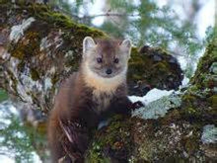 American marten Wikipedia