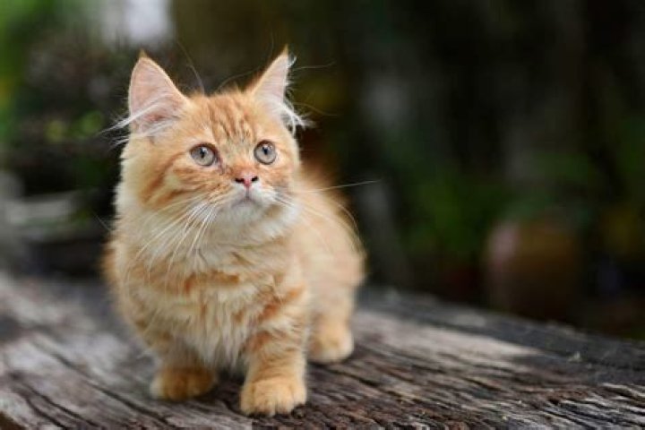 An Orange Munchkin Cat Will Steal Your Heart YouTube