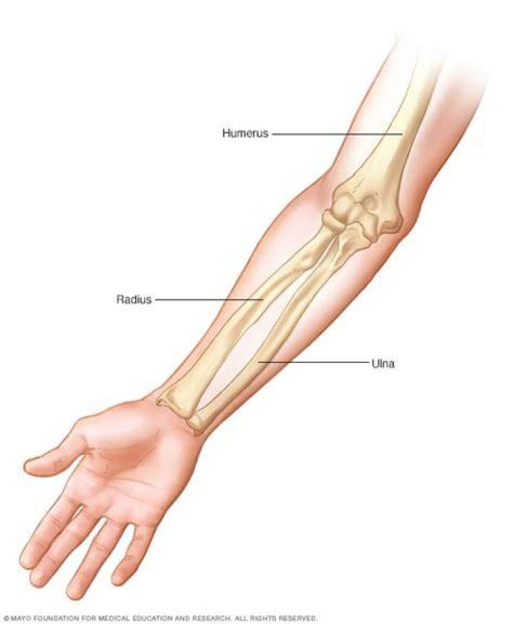 Arm bones Mayo Clinic