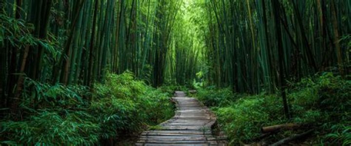 Bamboo Patton: The Versatile Wonder Of Nature