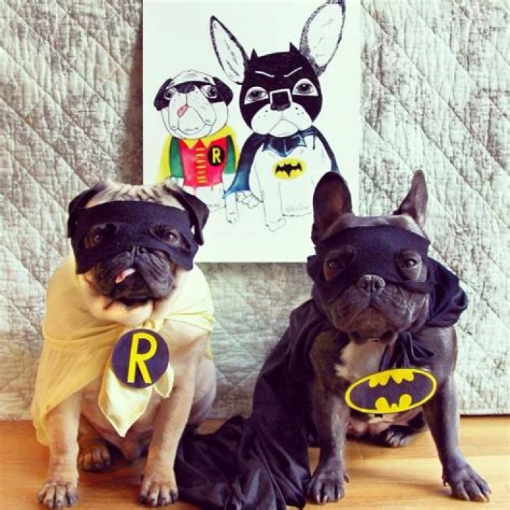 Batpig & Me Tumble It Bulldog frances, Instagram dogs, My ride
