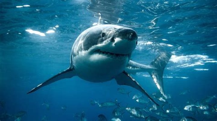 Beware: Unveiling The Truth About Hilton Head's Shark Attacks