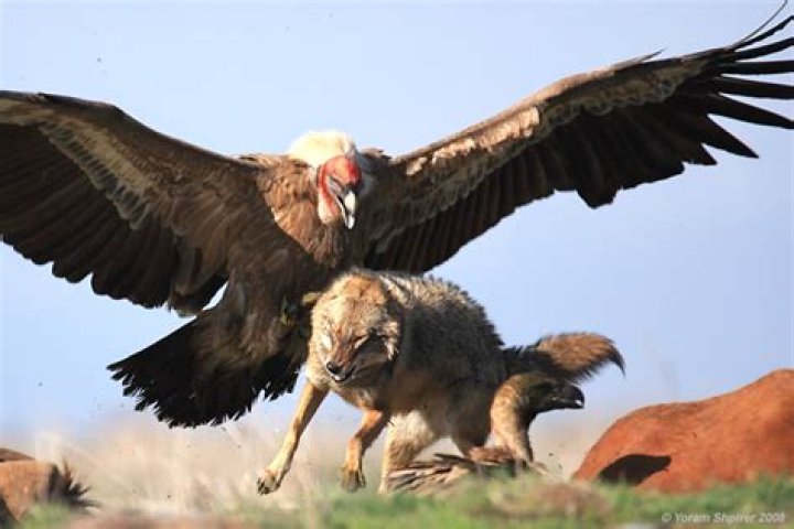 Biggest Flying Bird On Earth The Earth Images