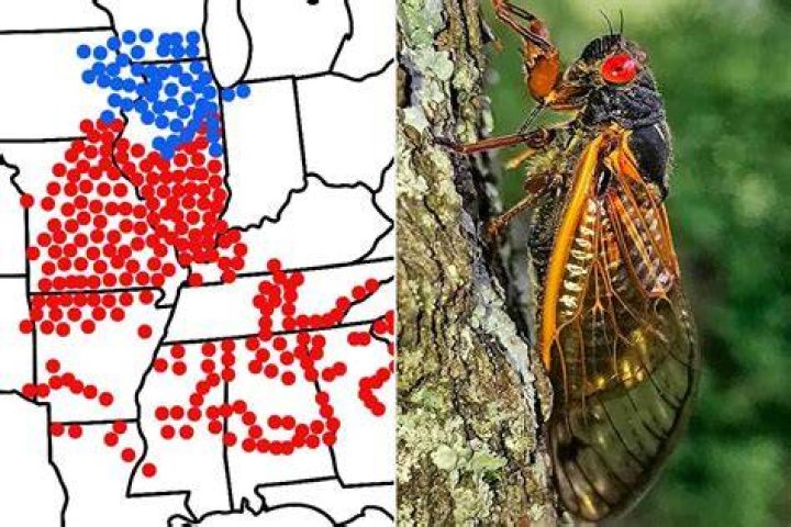 Billions of cicadas have waited 17 years for 2021 BGR
