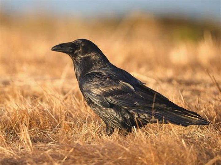 Birding at Home Common Raven Audubon Vermont