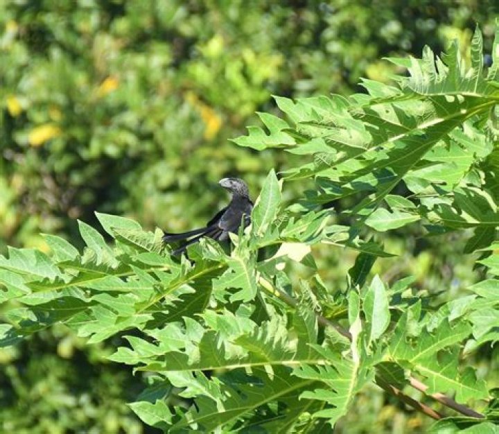 Blackandwhite TodyFlycatcher eBird