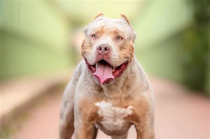 Breed bans are a failed policy response to dog attacks British
