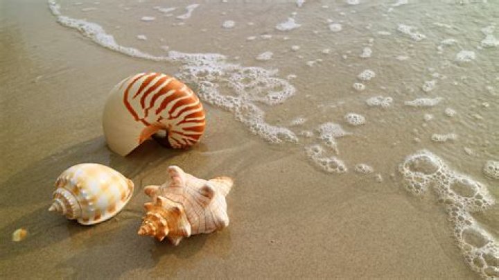 Can You Take Seashells From Hawaii Beaches Legally? Hawaii Star