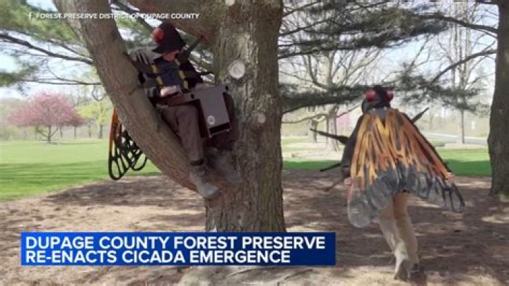 Captivating Moments: The DuPage County Cicada Video Experience
