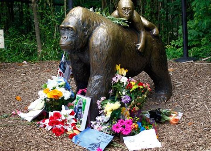 Cincinnati Zoo Gorilla Cast: Get Up Close And Personal