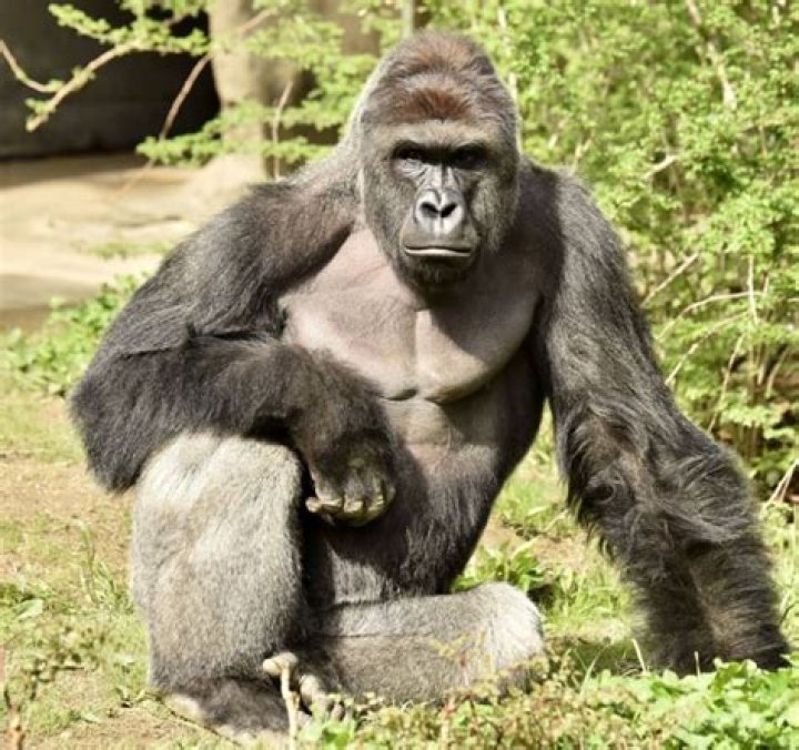 Cincinnati Zoo Gorilla's Mirror Online