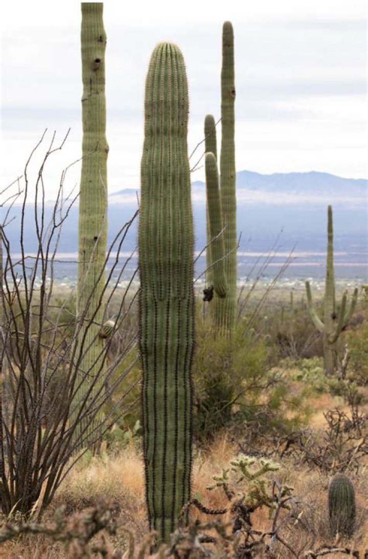 Complete Guide: The Cost Of Owning A Saguaro Cactus