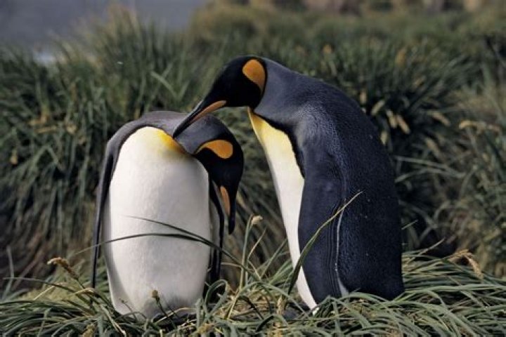 Courtship Behaviour in Animals AnimalBehaviorCorner