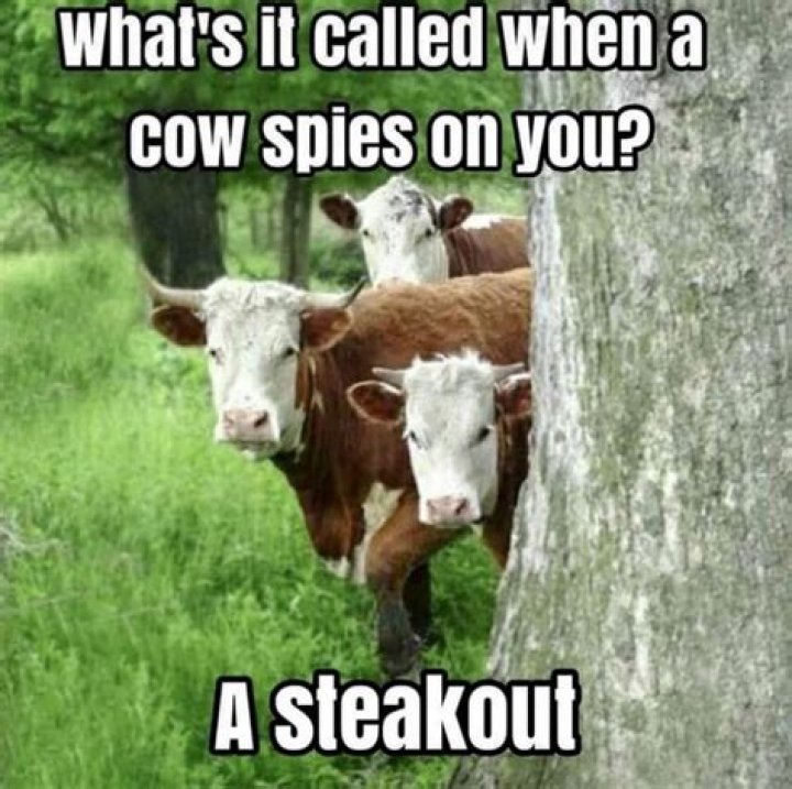 Cow Puns Funny Cow Memes