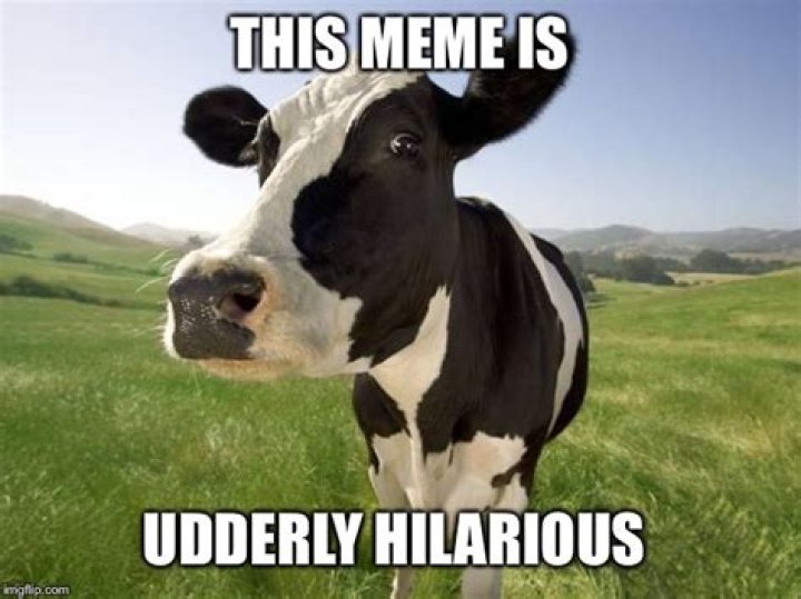 Cows Meme: The Udderly Hilarious Internet Phenomenon