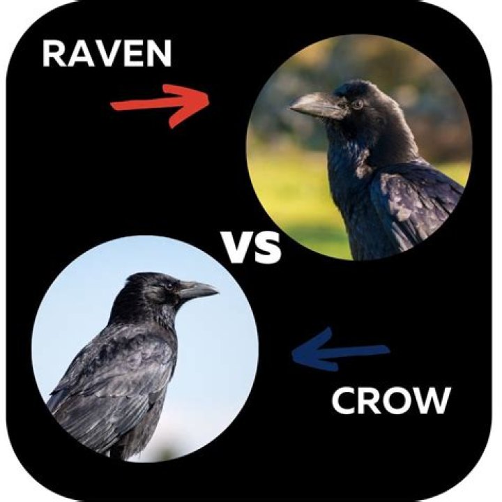 Crow Beak Vs Raven: Unraveling The Mystery Of Two Intriguing Birds