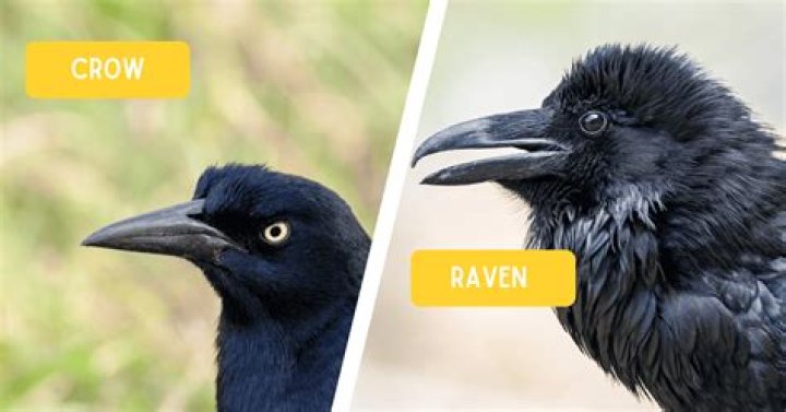 Crow Vs Raven Beak: Unraveling The Mysteries Of These Intelligent Birds