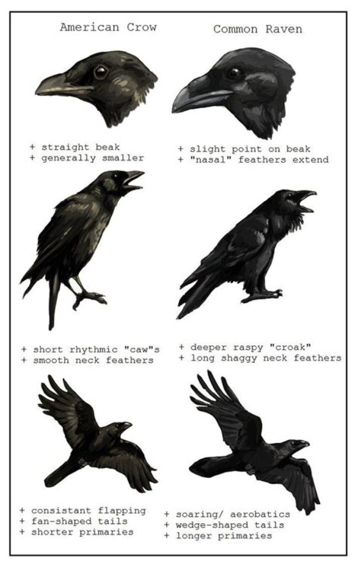 Crow Vs. Raven by Paso Ravens are also largely solitary, while crows