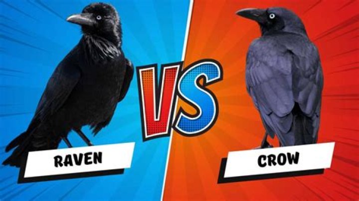 Crow vs Raven Learn to Identify the American Crow and the Common