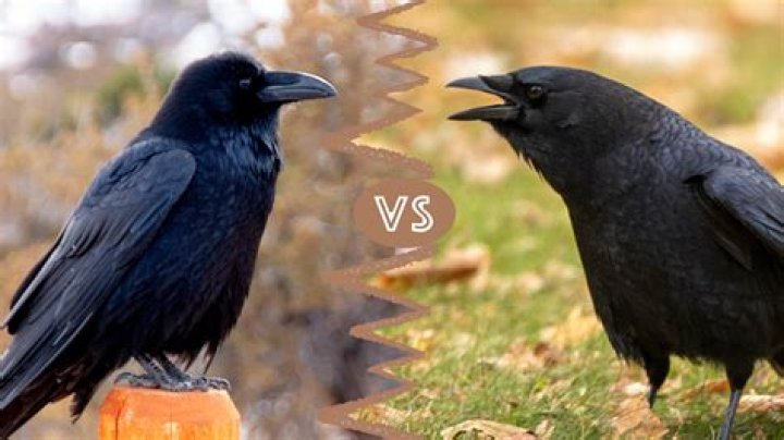 Crows vs ravens Crow, Crows ravens, Animal drawings