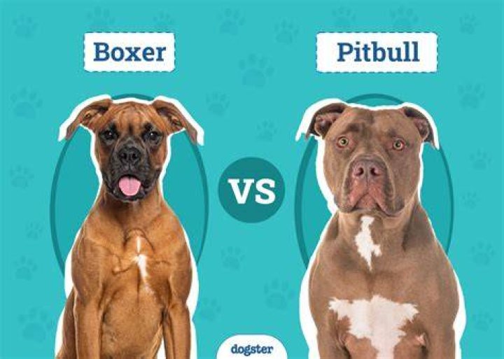 Cute Pitbull Vs Boxer Vs Bulldog l2sanpiero