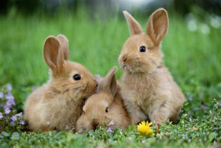 Cutest Easter Bunnies Photos ABC News