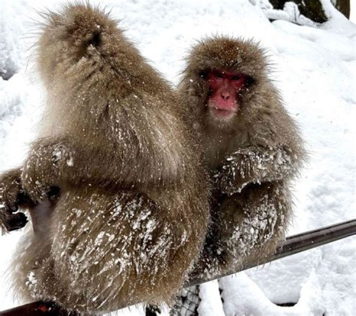 Did Arctic Monkeys Break Up? The Truth Behind The Rumors