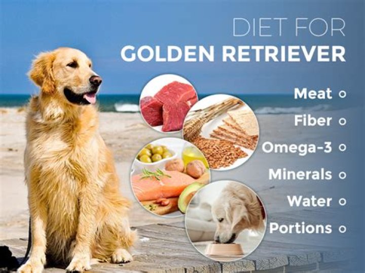 Diet of a Golden Retriever zooplus Magazine