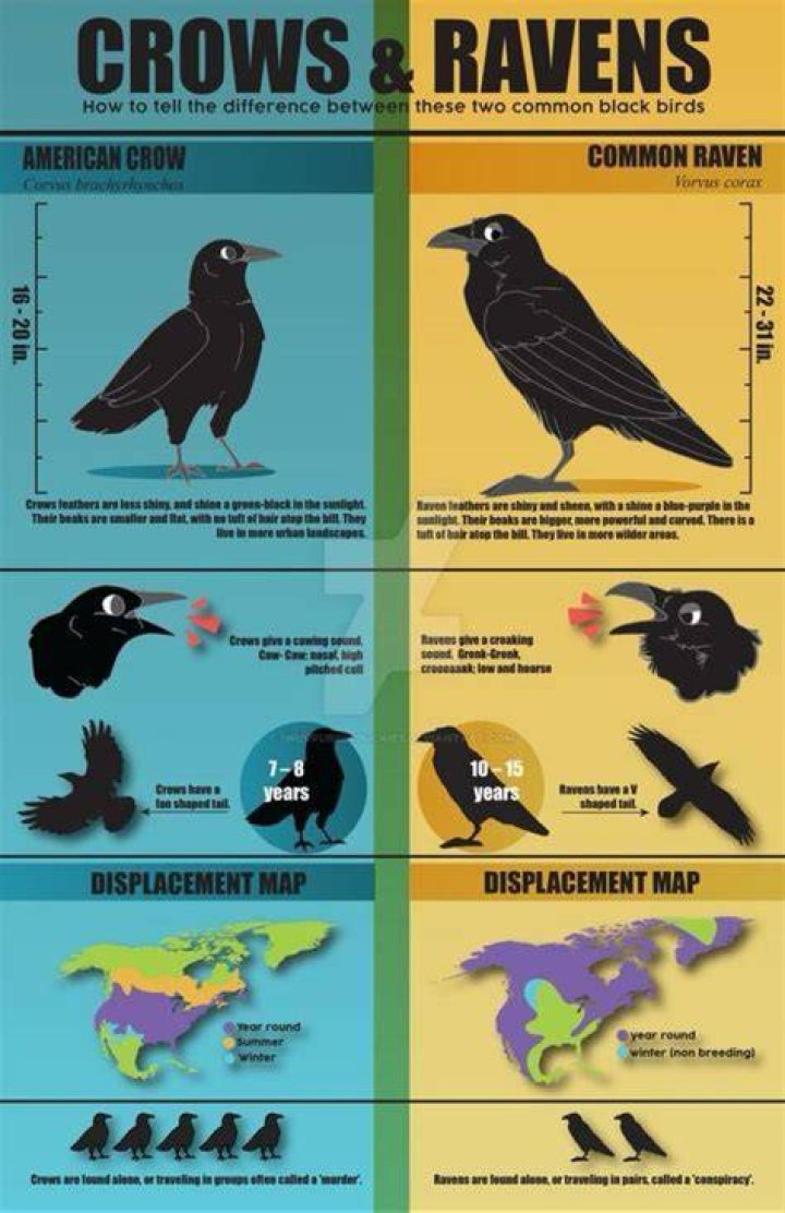 Diferencia De Crow Y Raven: Un Viaje Al Mundo De Las Aves Negras