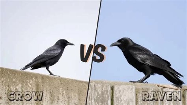 Difference Between A Crow And A Raven Joke Freeloljokes